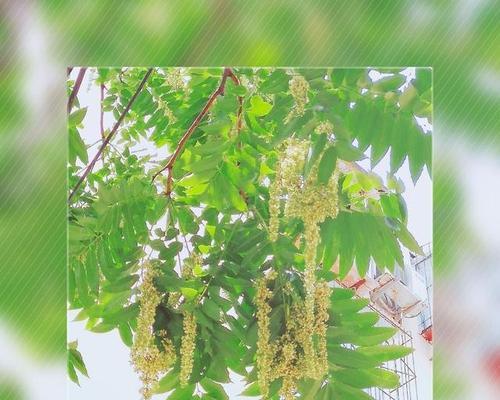 香椿树开花的寓意与预示（探索香椿树开花的象征意义）