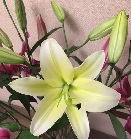 香槟百合的花语与象征意义（揭示香槟百合独特的花语与美好象征）