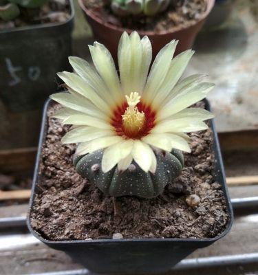 星兜开花时间及特点（了解星兜开花的频率及花朵特点）