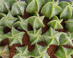 星兜开花时间及特点（了解星兜开花的频率及花朵特点）
