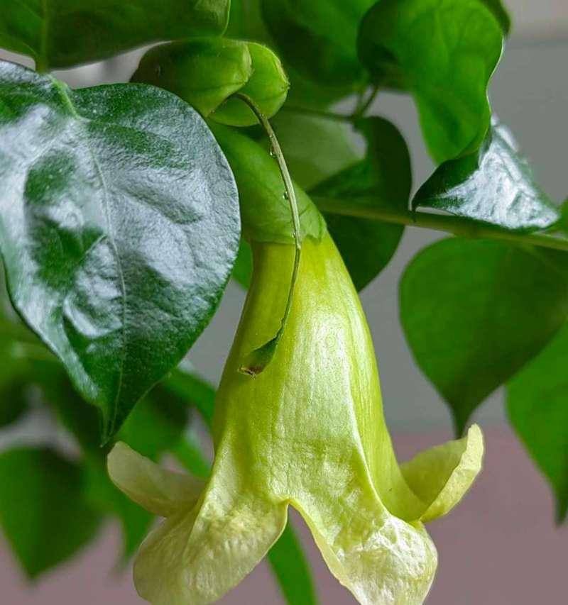 幸福树花期及开花时间详解（了解幸福树花期）