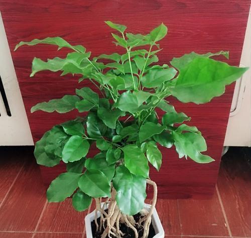 幸福树花期及开花时间详解（了解幸福树花期）