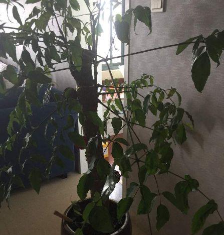幸福树的换盆和浇水技巧（如何正确给幸福树换盆和浇水）