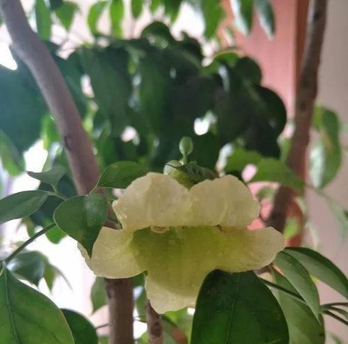 幸福树开花预兆解析（探秘幸福树开花前的种种变化）
