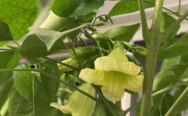 幸福树开花预兆解析（探秘幸福树开花前的种种变化）