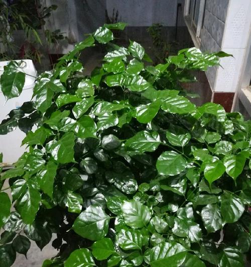 幸福树开花预兆解析（探秘幸福树开花前的种种变化）