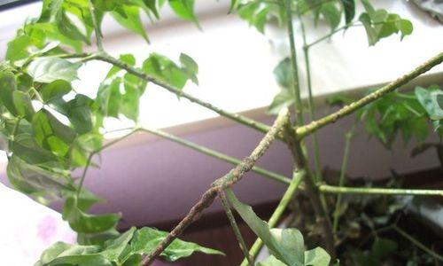 幸福树老掉叶子，如何拯救（幸福树养护指南）
