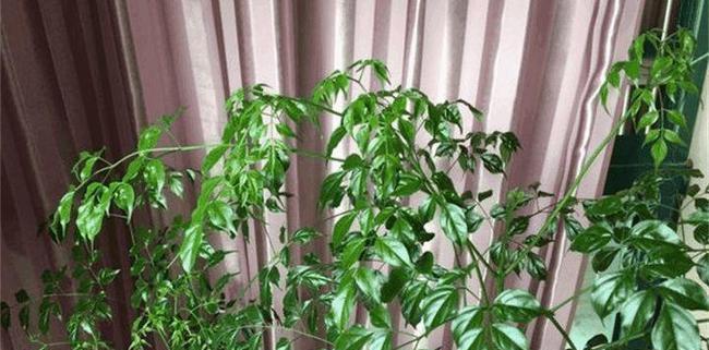幸福树的阳光习性（探究幸福树的光照需求与生长特点）