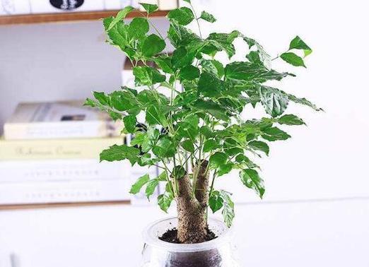 幸福树的种植与配土方法（了解幸福树生长环境）