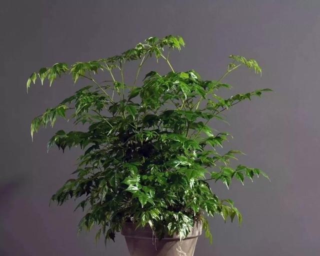 幸福树秋季养护指南（打造幸福树健康成长的秘籍）