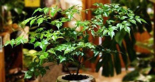 如何为幸福树施肥（选择合适的肥料是关键）