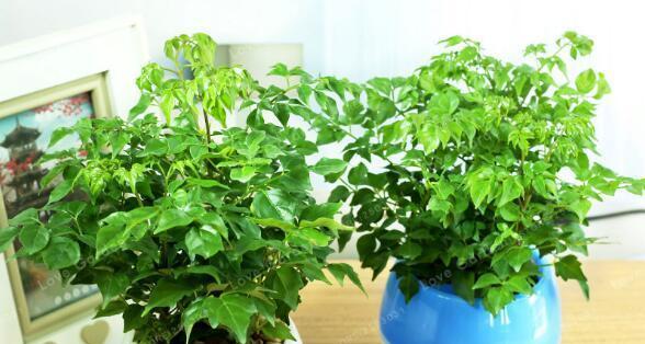 幸福树的肥料选择（选择正确的肥料）