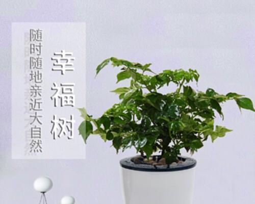 幸福树如何分株（分株步骤详解）