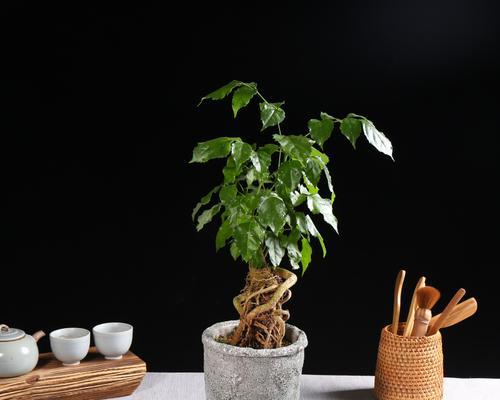 幸福树如何分株（分株步骤详解）