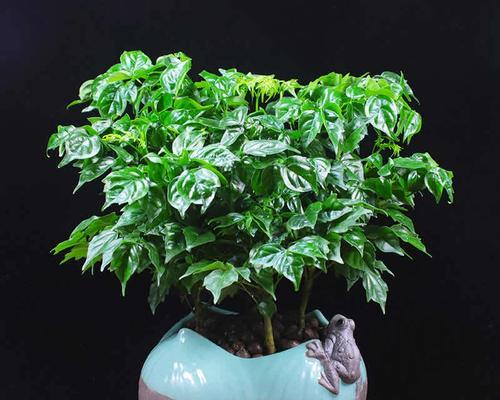 幸福树如何分株（分株步骤详解）