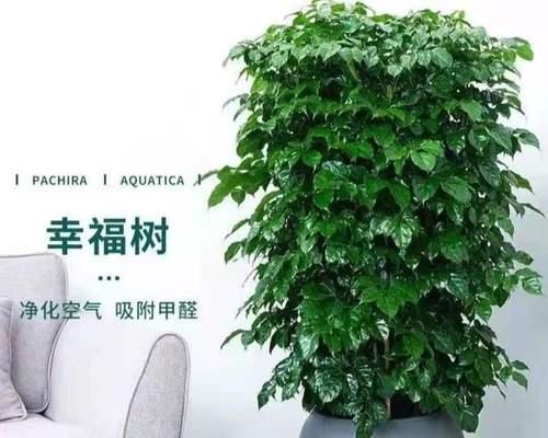 幸福树适合放在哪里（探寻幸福树的适宜生长环境）