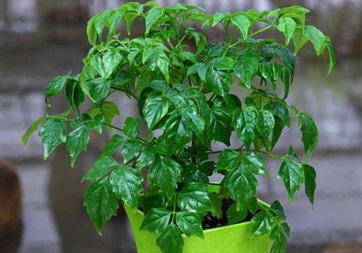 如何种植幸福树（选择适宜的土壤是关键）