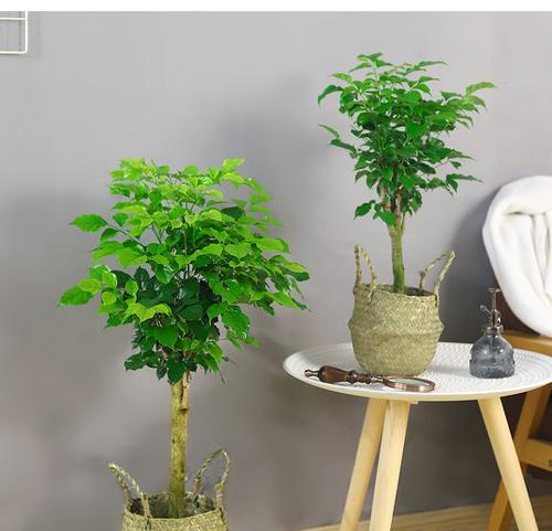 幸福树——室内养护的好选择（适合室内养护的植物品种及养护技巧）