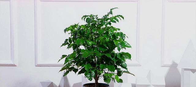 幸福树——室内养护的好选择（适合室内养护的植物品种及养护技巧）