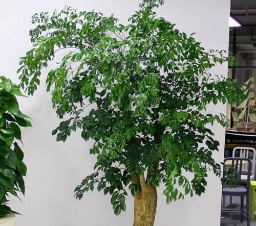 幸福树——室内养护的好选择（适合室内养护的植物品种及养护技巧）