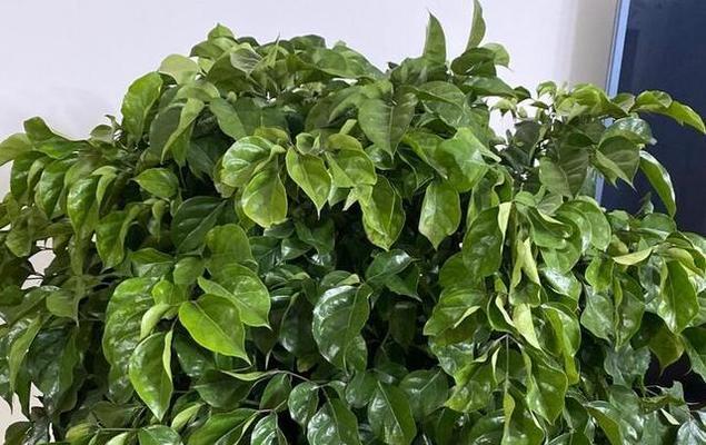 幸福树叶片发黄的原因和处理方法（探究幸福树健康的秘密）