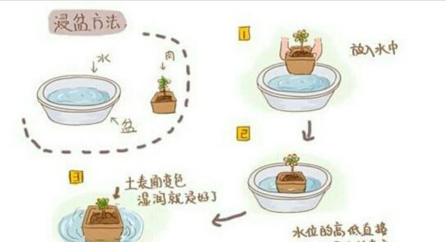如何解决幸福树叶子干枯的问题（原因分析及补救方法详解）