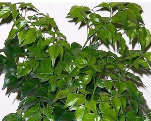 幸福树叶子下垂的解决方法（一位植物爱好者的分享）