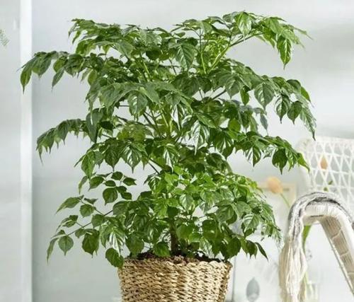 如何用肥料让幸福树茁壮成长（掌握这些技巧）