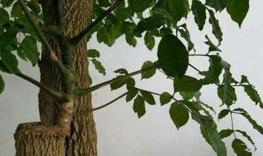 大幸福树的修剪方法（打造健康美丽的大幸福树）