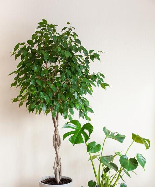 如何种植幸福树（时间、方法、——栽种成功）