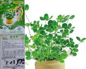 幸运草养殖全攻略（从种植到护理）