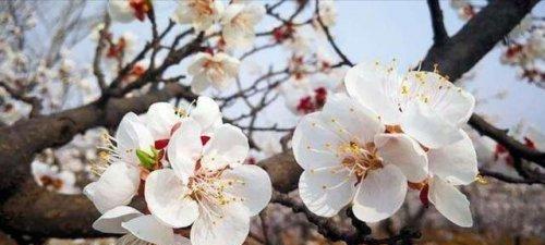 杏花花语及代表意义（杏花文化的深刻内涵和民俗传统）