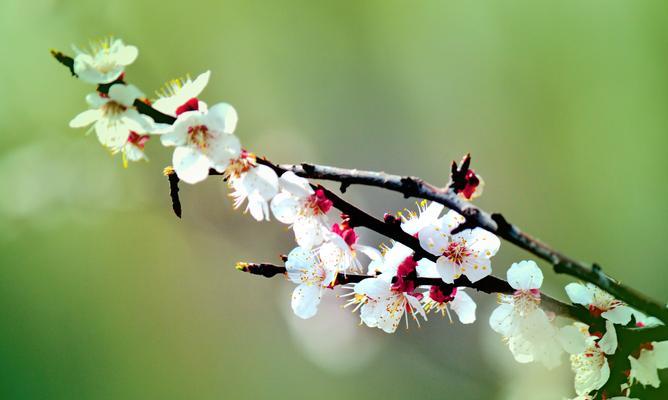 杏花之美（一朵含苞待放的奇妙之花）