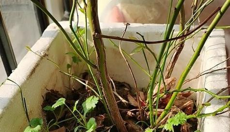 如何种植杏仁并促进其发芽（快速种植）