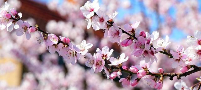 杏树的开花结果周期剖析（探究杏树开花结果的时间）