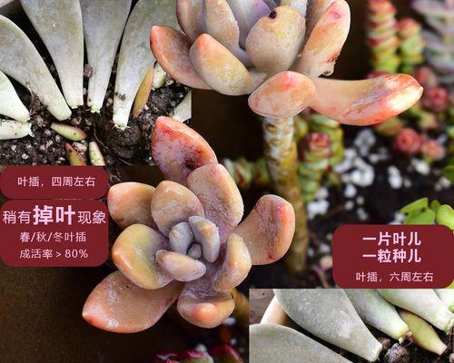 秀妍多肉的繁殖方法与注意事项（多肉爱好者必知的繁殖秘籍与常见问题解答）