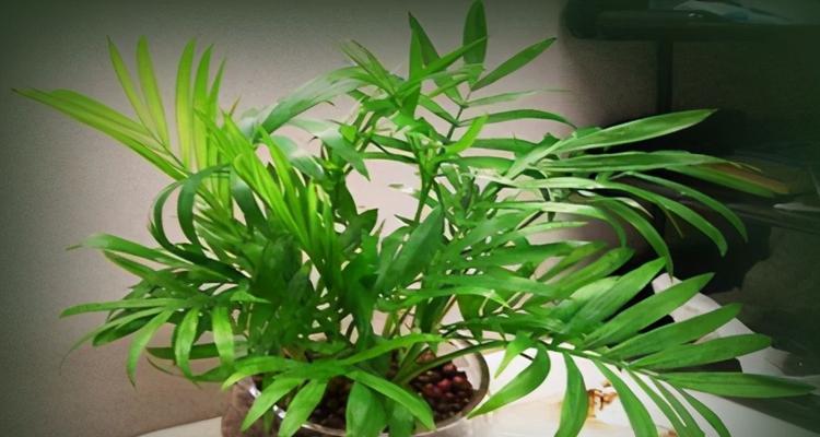掌握养殖技巧，打造盆景佳品（详解袖珍椰子的养殖方法和养护要点）