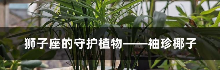 浇水是养护袖珍椰子的关键（正确的浇水方法让椰子健康成长）