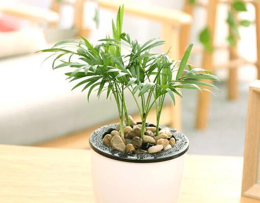 浇水是养护袖珍椰子的关键（正确的浇水方法让椰子健康成长）