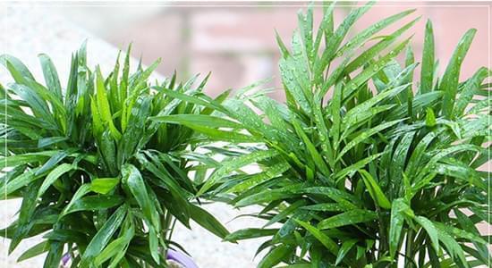 怎样修剪袖珍椰子树才更美观（简单有效的袖珍椰子树修剪技巧）