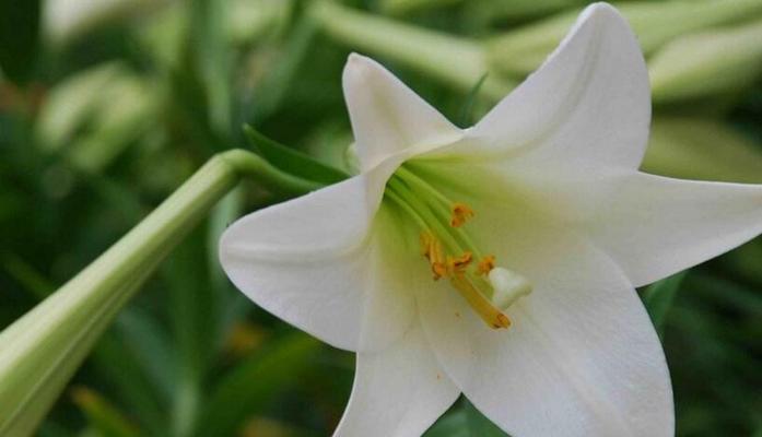 白百合花语的美丽寓意（纯洁）