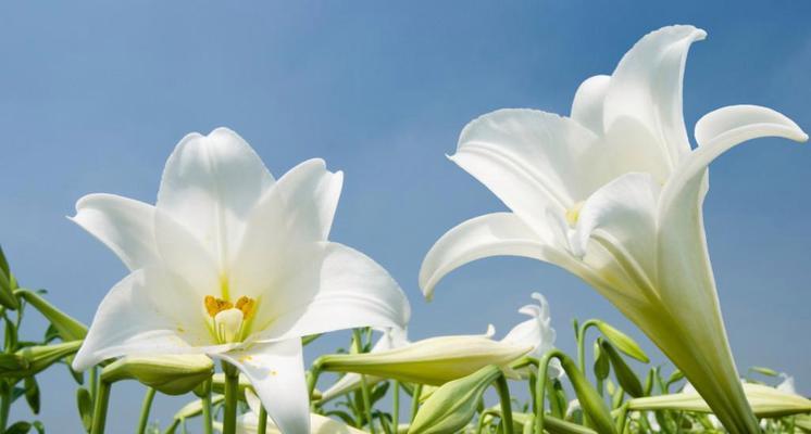 白百合花语的美丽寓意（纯洁）