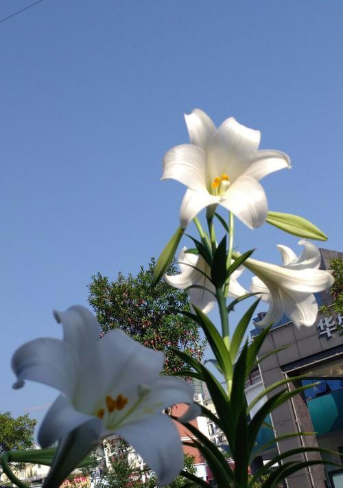 白百合花语的美丽寓意（纯洁）