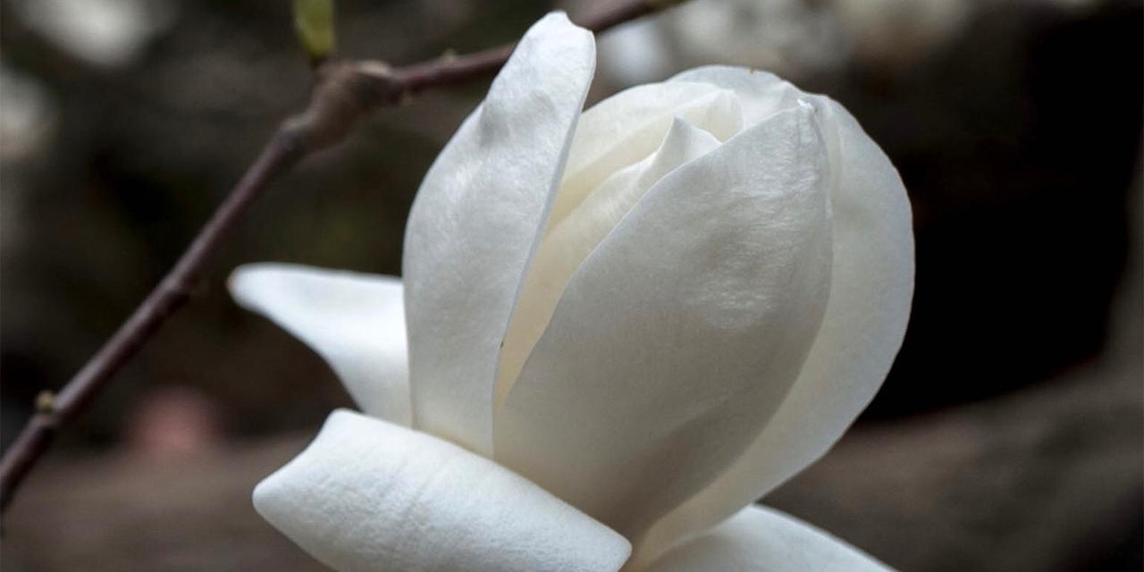 白兰花（探索白兰花的寓意与象征）