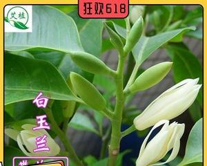 白兰花的寓意与象征（探寻白兰花的深层内涵）