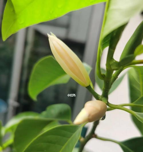 白兰花的寓意与象征（探寻白兰花的深层内涵）