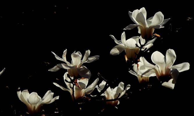 白兰花花语（探索白兰花的生命之道）