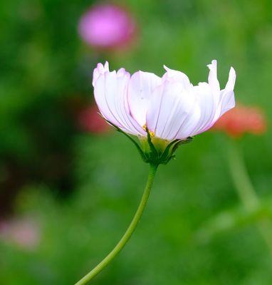 白色波斯菊的花语（盛开在四季的白色波斯菊）