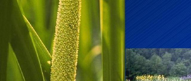 大葱是单子叶植物吗（探究大葱的叶子结构与分类）