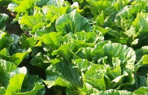 大白菜种植的最佳时间（掌握这个时间点）